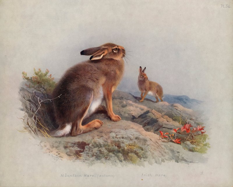 Berghare (höst), irländsk hare av Archibald Thorburn