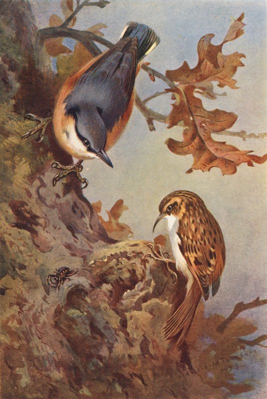 Nuthatch, Tree-Creeper (färglitografi) av Archibald Thorburn