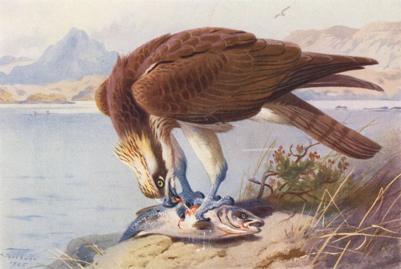 Osprey (färglitografi) av Archibald Thorburn