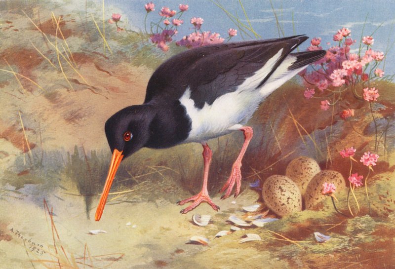 Ostronfångare (färglitografi) av Archibald Thorburn