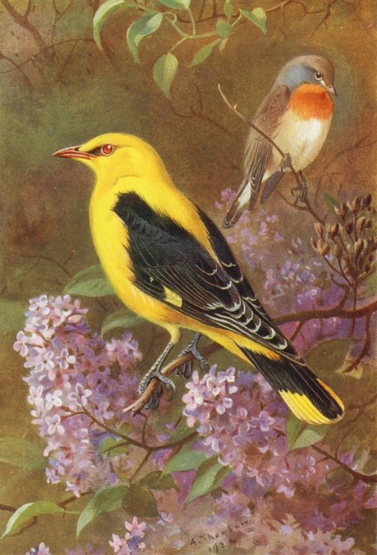 Rödbröstad flugsnappare, guldpirol (färglitografi) av Archibald Thorburn