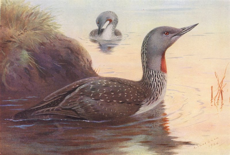 Rödstrupig dykare (färglitografi) av Archibald Thorburn