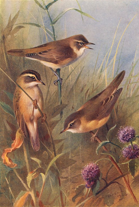 Rörsångare, sävsångare, kärrsångare (färglitografi) av Archibald Thorburn