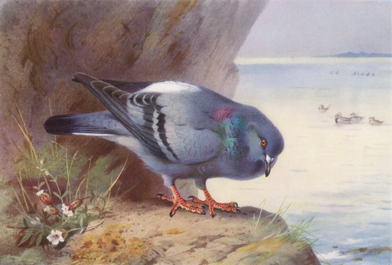 Rock-Dove (färglitografi) av Archibald Thorburn