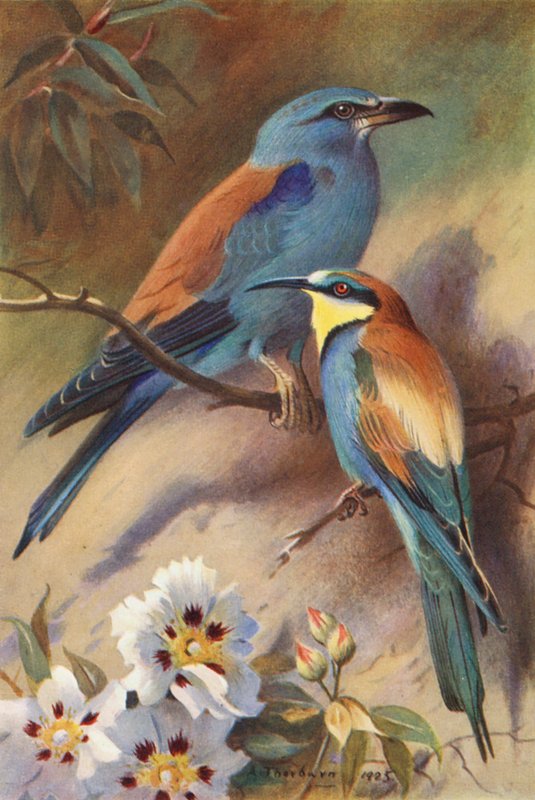 Roller, Bee-Eater (färglitografi) av Archibald Thorburn
