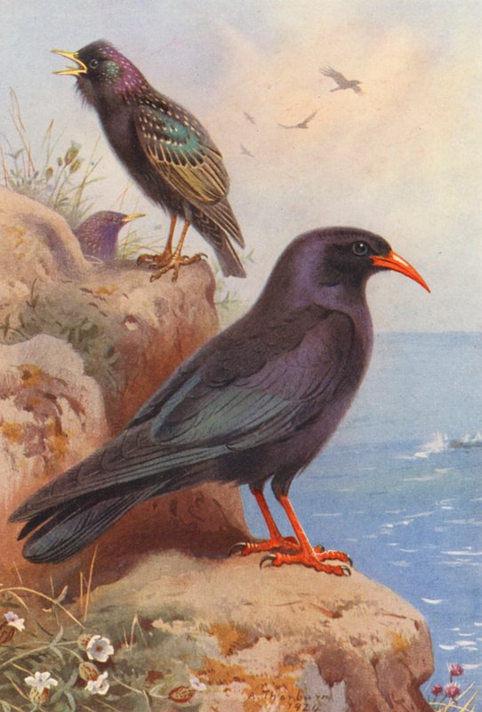 Stare, hämpling (färglitografi) av Archibald Thorburn