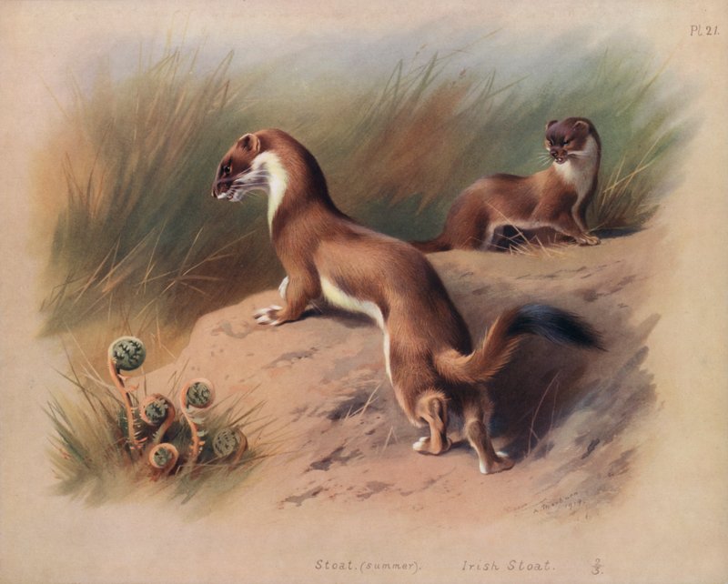 Stoat (sommar), Irish Stoat (färg litho) av Archibald Thorburn