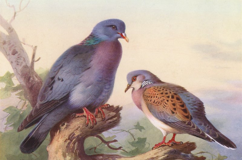 Stock-Dove, Turtle-Dove (färglitografi) av Archibald Thorburn