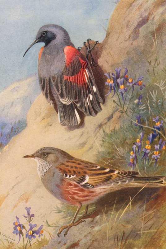 Wall-Creeper, Alpine Accentor (färglitografi) av Archibald Thorburn