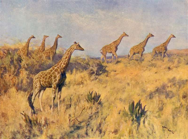 En trupp av giraffer (färg litho) av Arthur Wardle