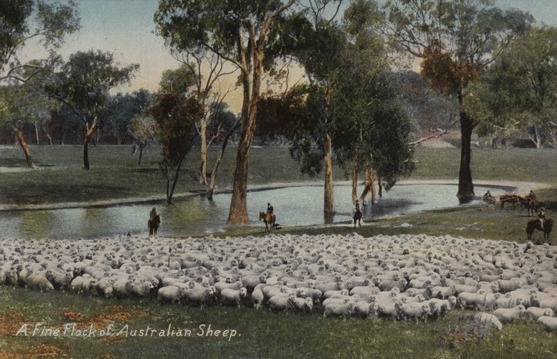 En fin flock australiensiska får av Australian Photographer