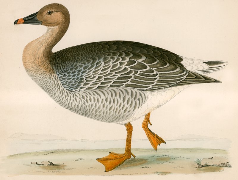 Bean Goose av Beverley R. Morris