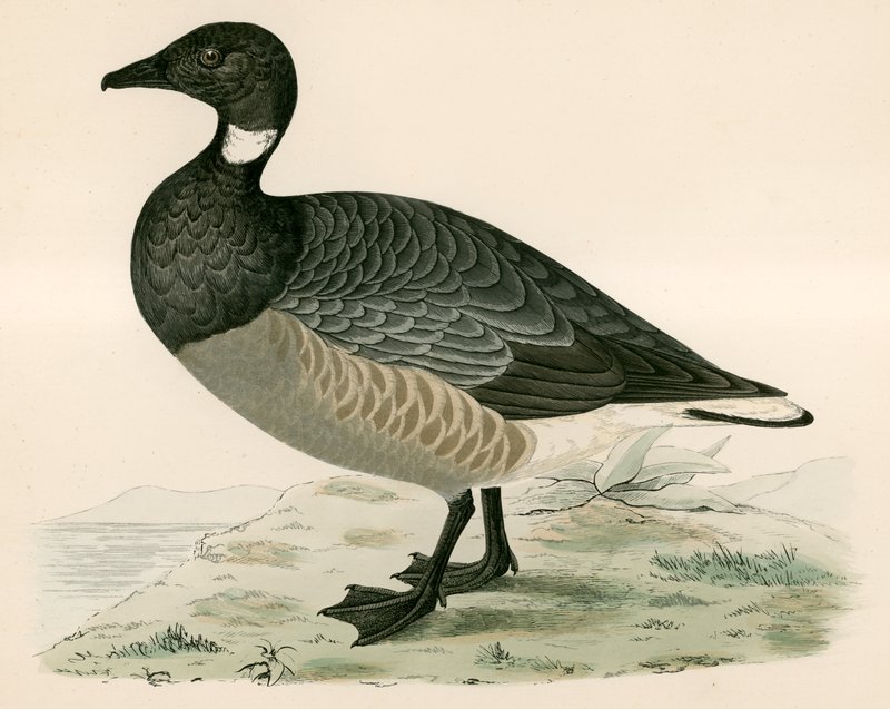 Brent Goose av Beverley R. Morris