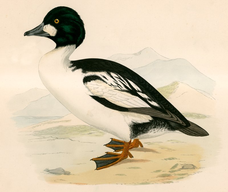 gyllene öga av Beverley R. Morris
