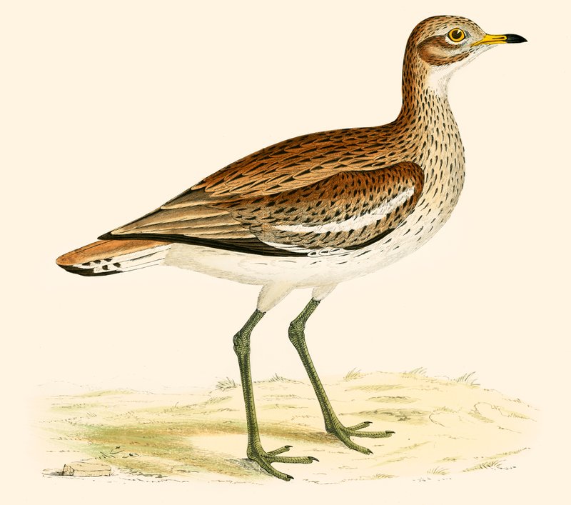 Stor Plover av Beverley R. Morris