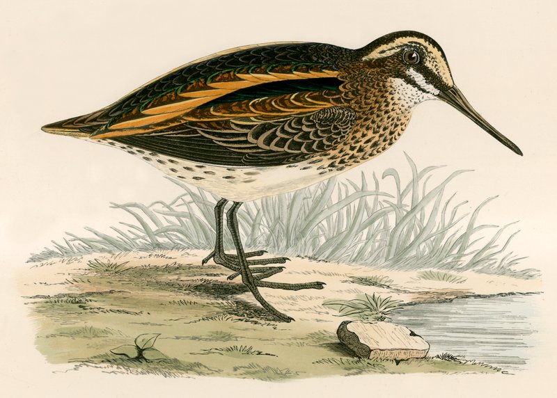 Jack Snipe av Beverley R. Morris