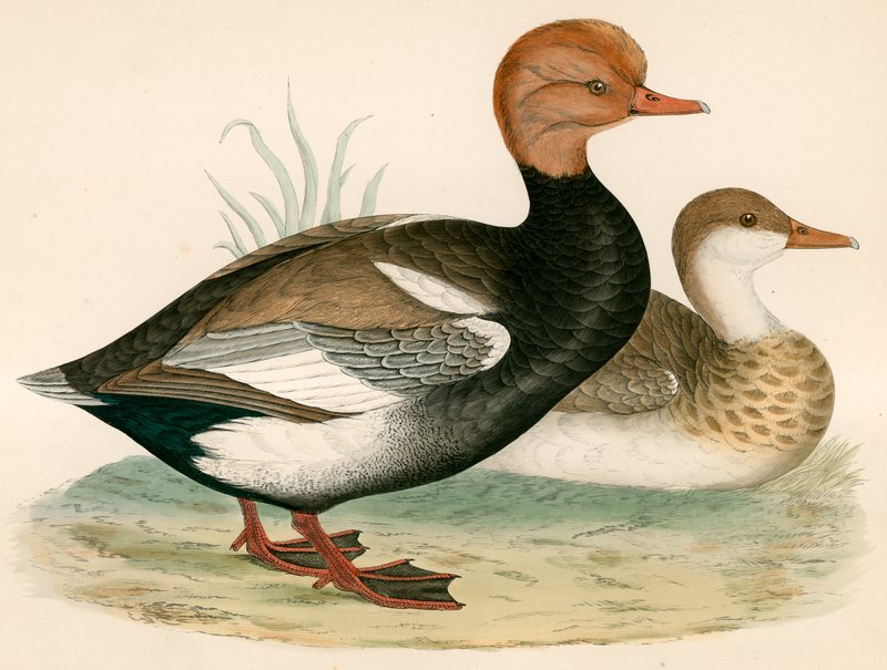 Rød Crested Whistling Andegift av Beverley R. Morris