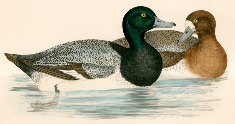 Scaup Duckswed av Beverley R. Morris