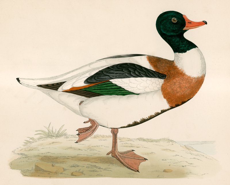 Shieldrakeswed av Beverley R. Morris