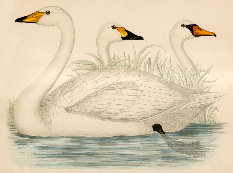 Svanar av Beverley R. Morris