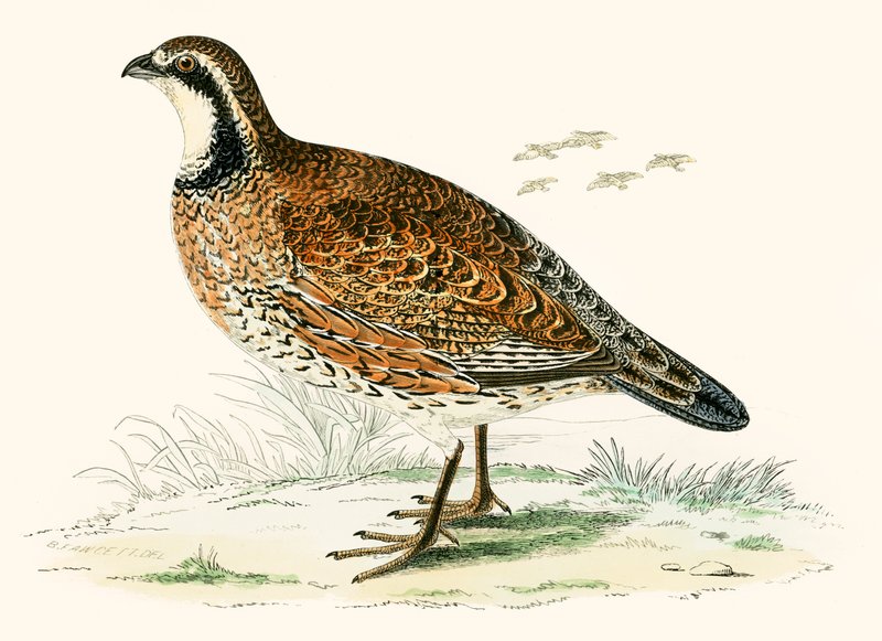 Virginian Partridge av Beverley R. Morris