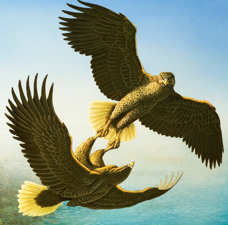 Sea Eagles (gouache på papper) av Bob Hersey