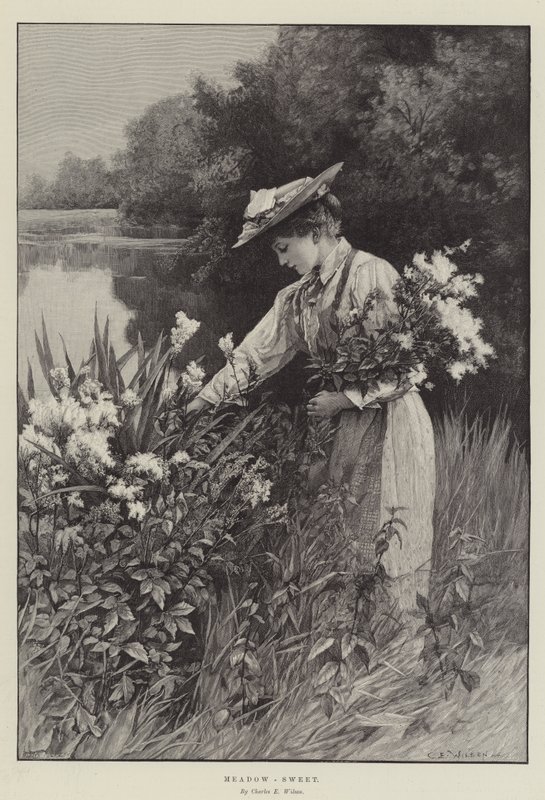 Älggräs av Charles Edward Wilson