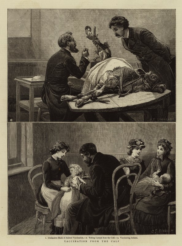 Vaccination från kalven av Charles J. Staniland