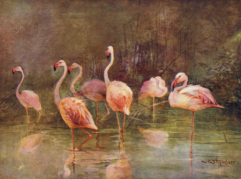Flamingos (färg litho) av Charles (after) Whymper