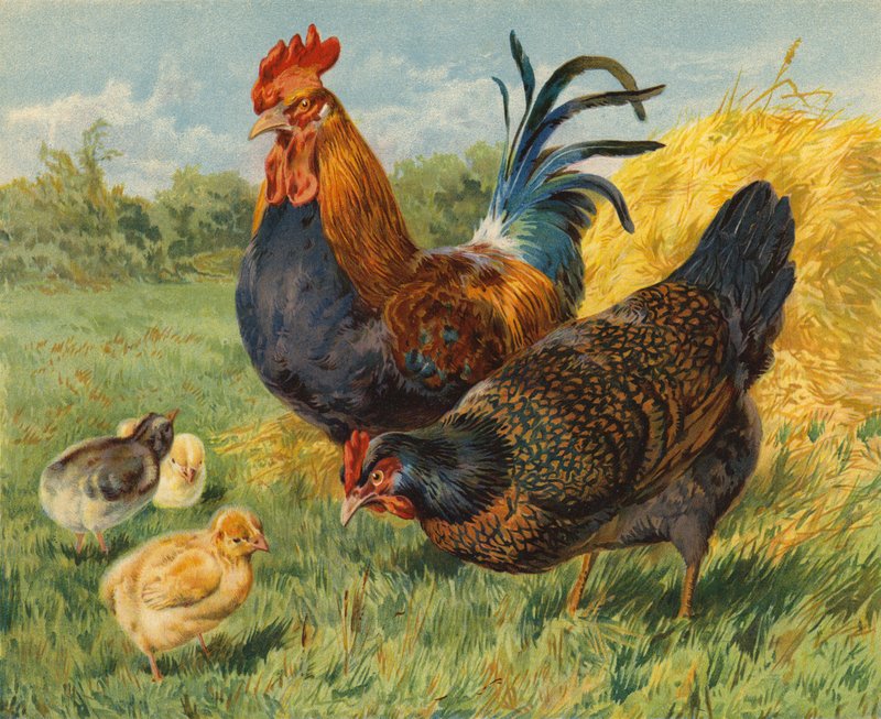 Kycklingar (chromolitho) av Charles Collins