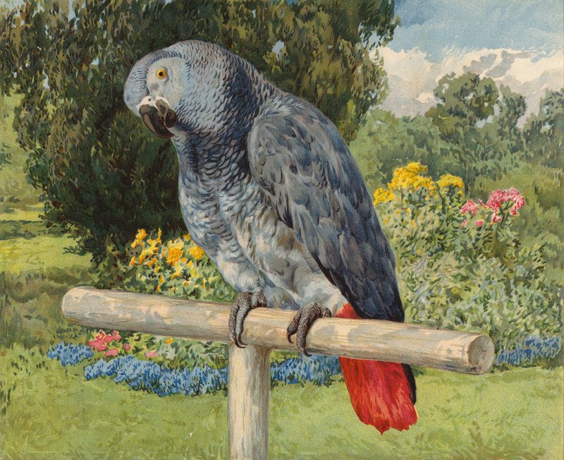 Grå papegoja (chromolitho) av Charles Collins