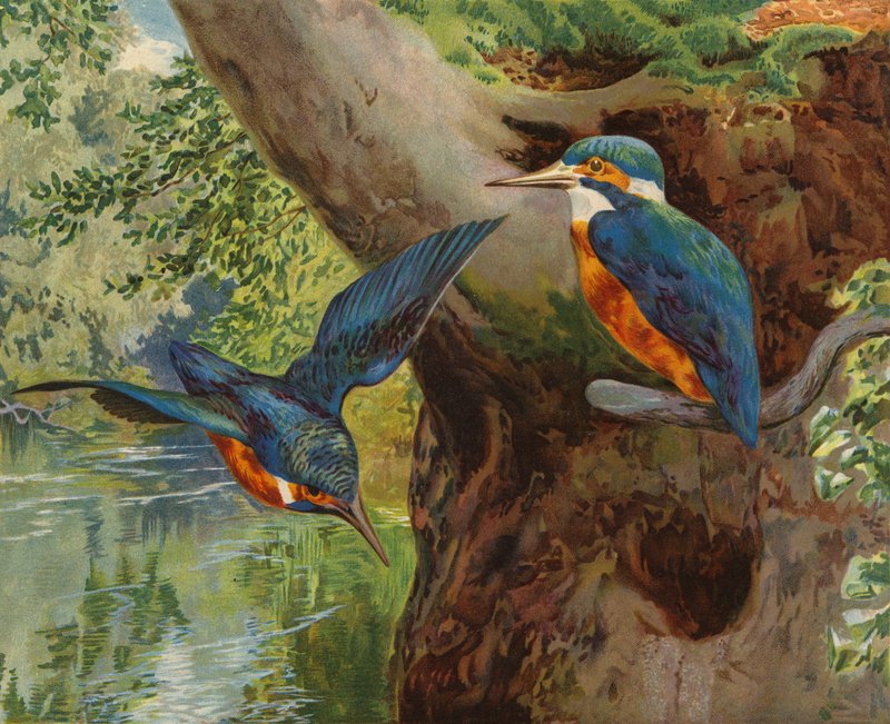 Kungsfiskare (chromolitho) av Charles Collins