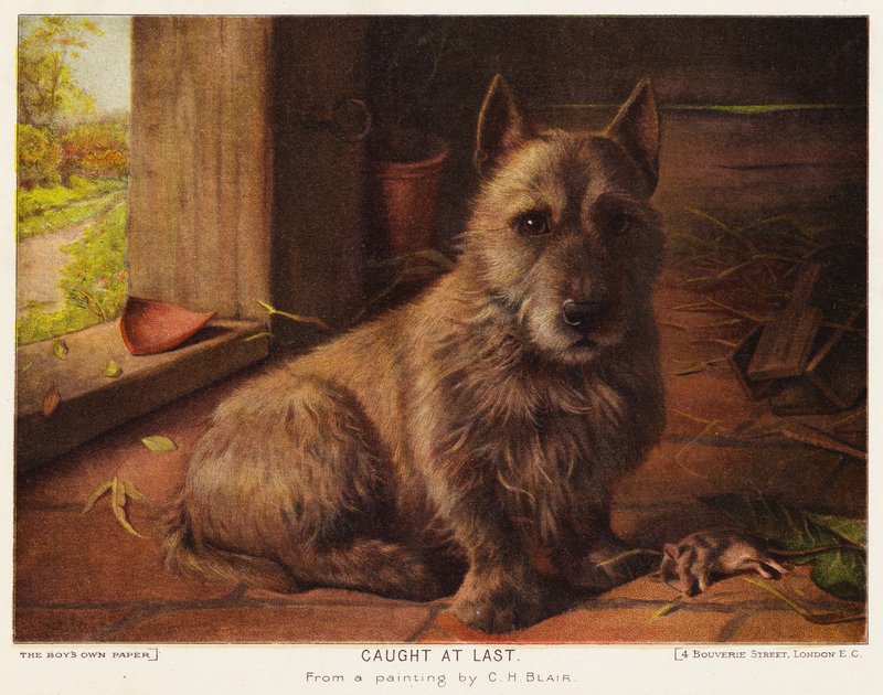 Fångad till sist (färg litho) av Charles Henry Blair