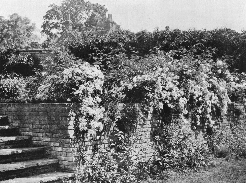 Kluster rosor av Charles Latham
