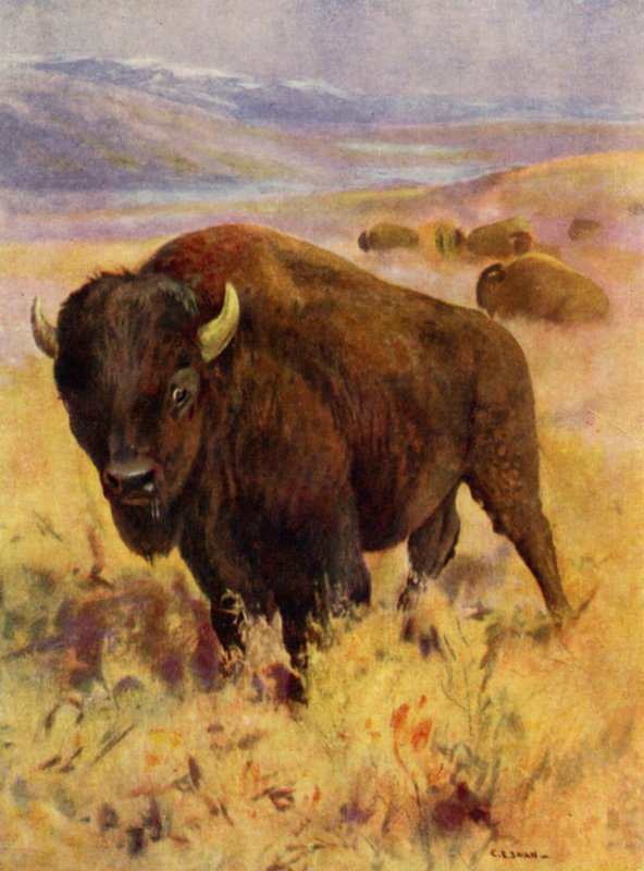 På Zoo: Bison (färg litho) av Cuthbert Edmund Swan