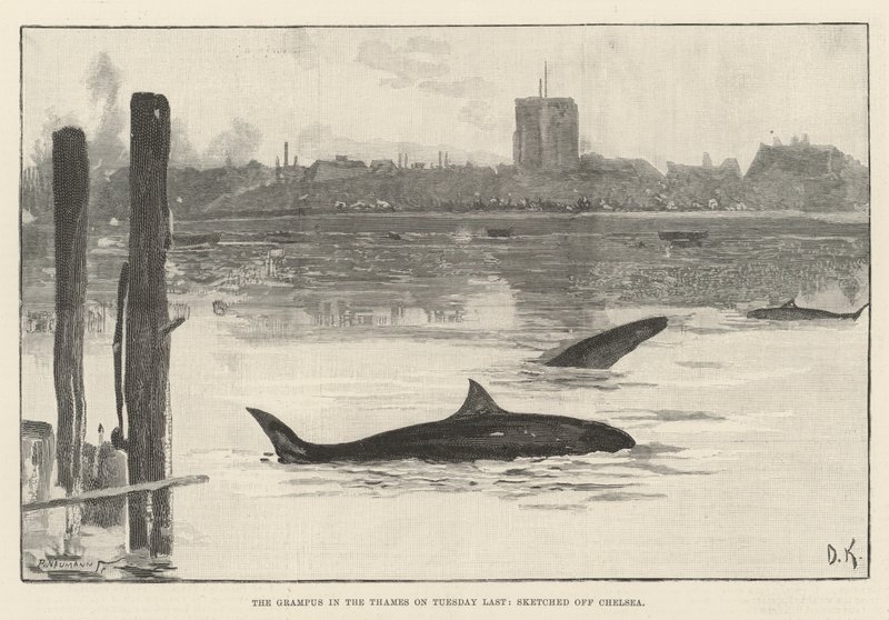 The Grampus in the Thames on Tuesday Last, skissade på Chelsea av Davidson Knowles