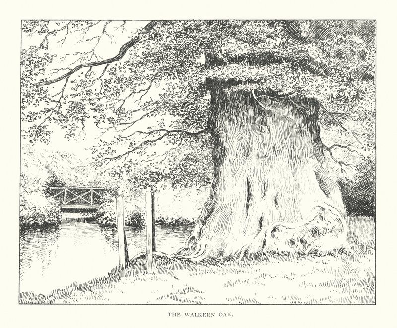 The Walkern Oak (litografi) av Duncan Moul