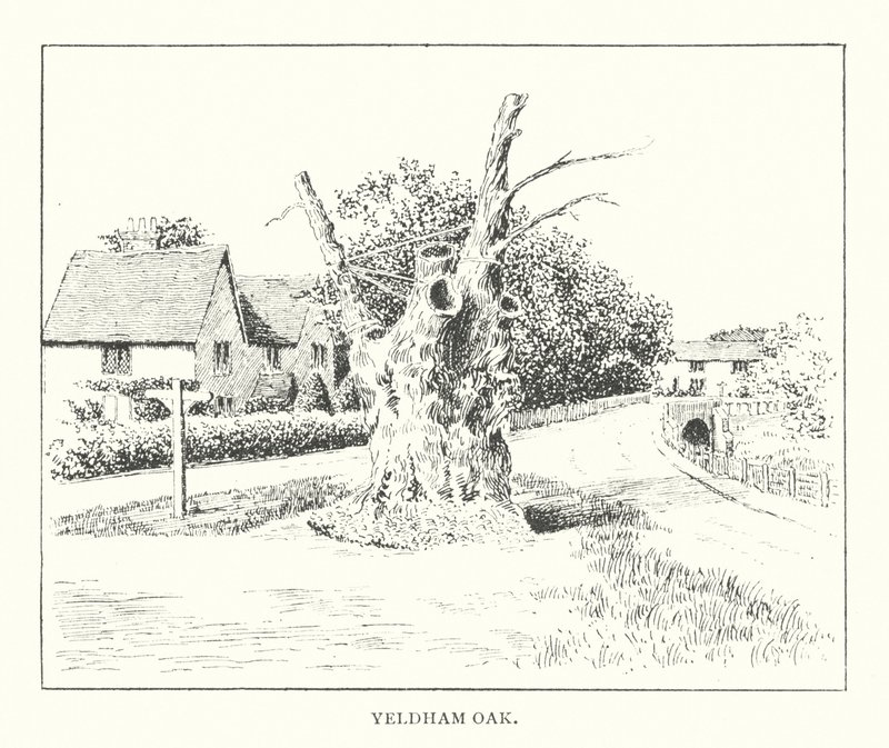 Yeldham Oak (litografi) av Duncan Moul