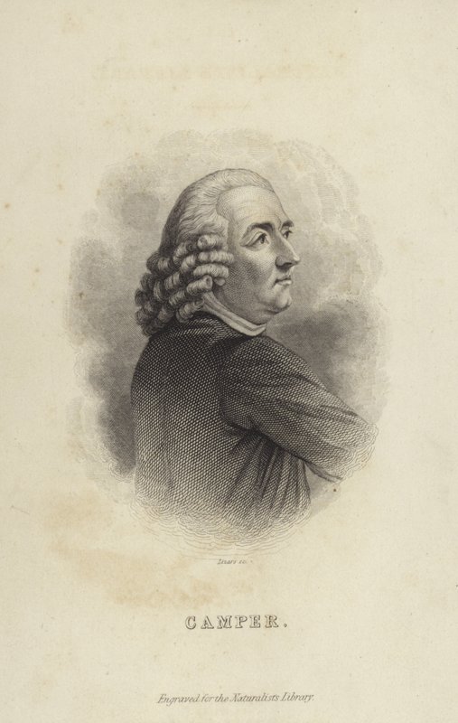 Peter Camper av Dutch School