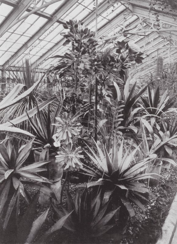Kew Gardens, ca 1900 (svartvitt foto) av E. J. Wallis