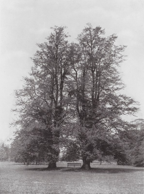 Kew Gardens, ca 1900 (svartvitt foto) av E. J. Wallis
