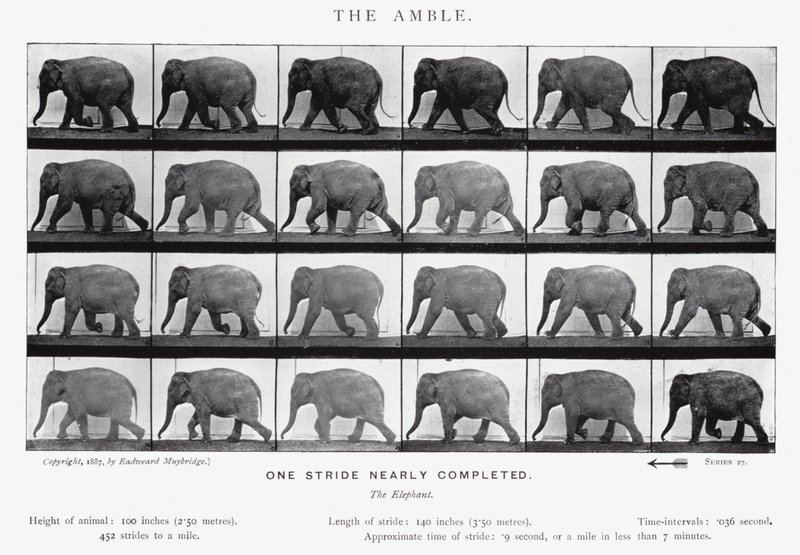 Eadweard Muybridge: The Amble (s/v foto) av Eadweard Muybridge