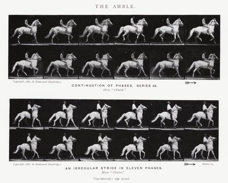 Eadweard Muybridge: The Amble (s/v foto) av Eadweard Muybridge