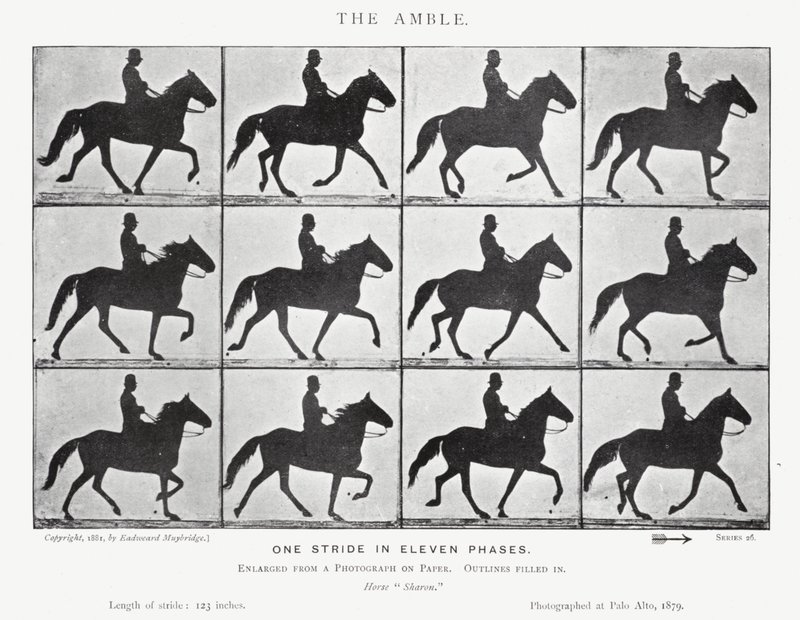 Eadweard Muybridge: The Amble (s/v foto) av Eadweard Muybridge