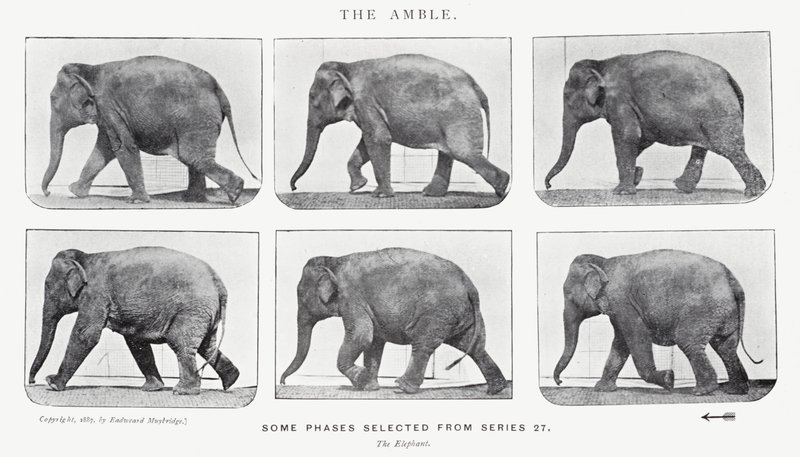 Eadweard Muybridge: The Amble av Eadweard Muybridge