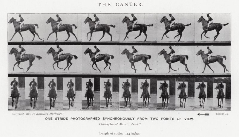 Eadweard Muybridge: The Canter (s/v foto) av Eadweard Muybridge