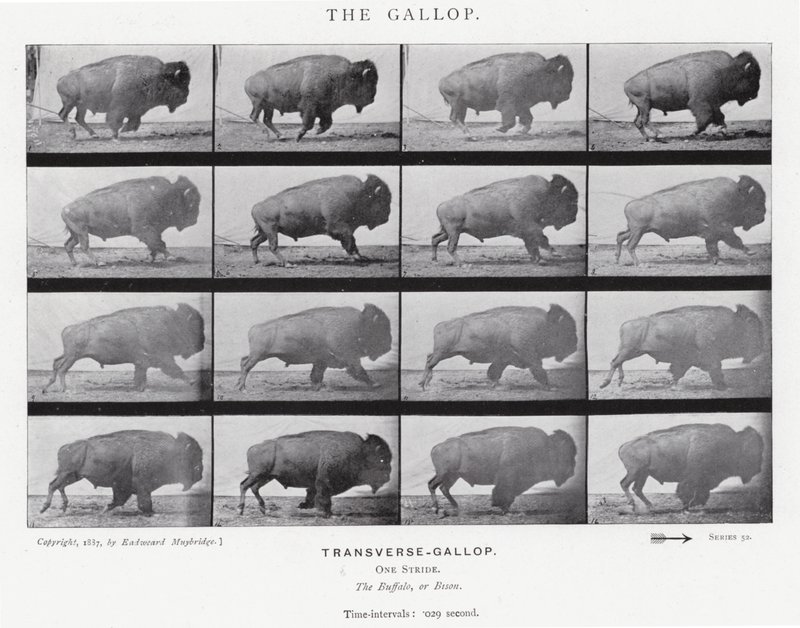 Eadweard Muybridge: The Gallop (s/v foto) av Eadweard Muybridge