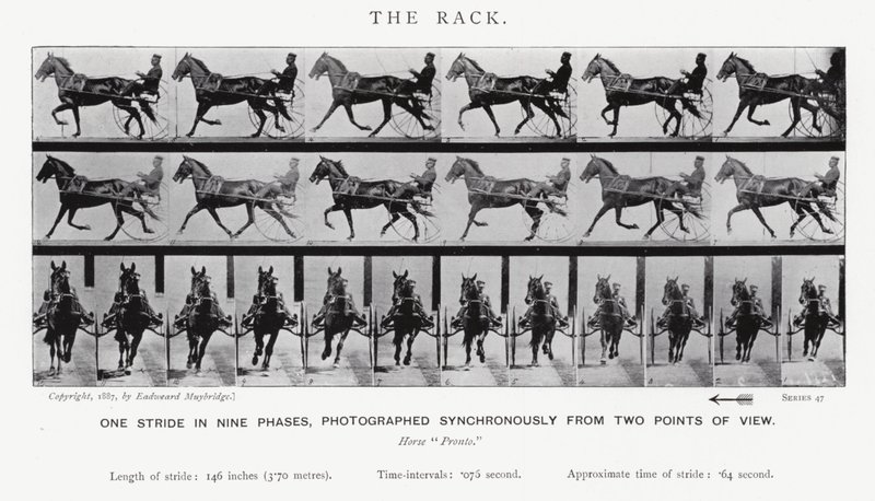 Eadweard Muybridge: The Rack (s/v foto) av Eadweard Muybridge