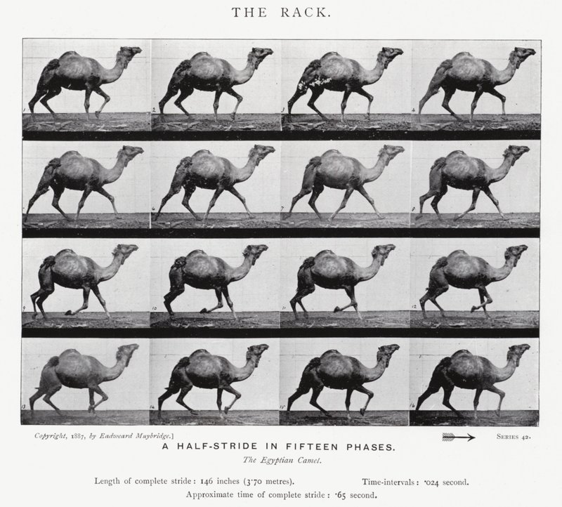 Eadweard Muybridge: The Rack (s/v foto) av Eadweard Muybridge