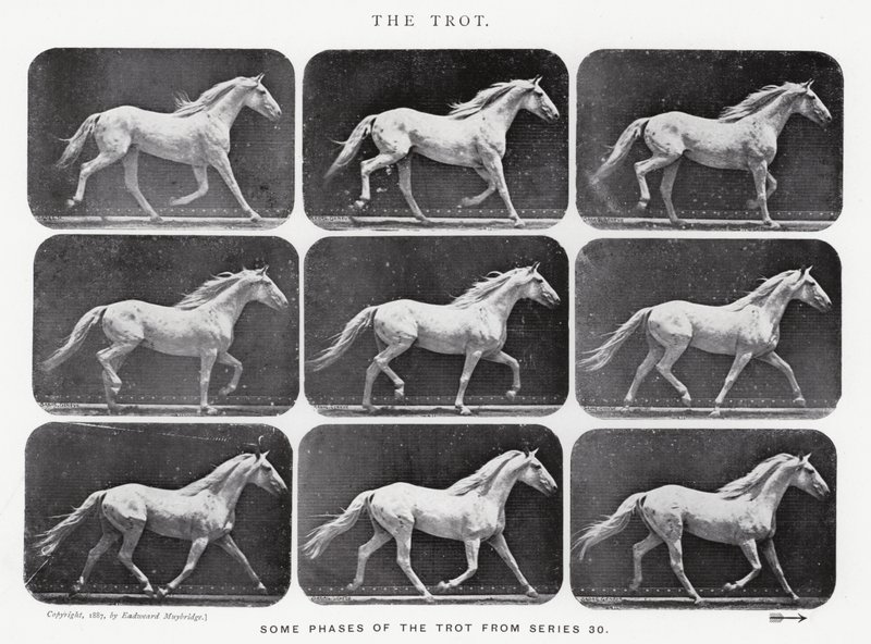 Eadweard Muybridge: The Trot av Eadweard Muybridge